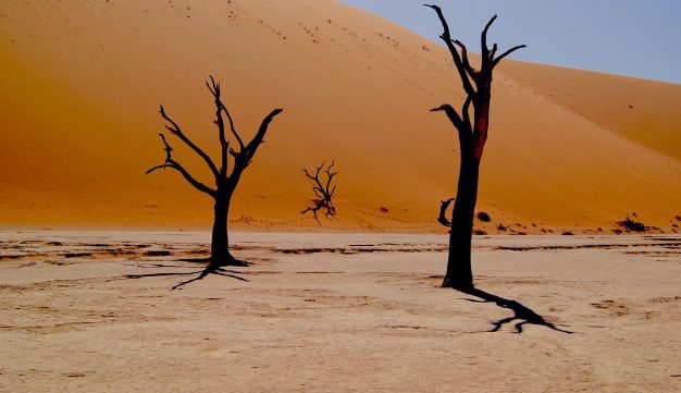 desertification_day_2020_teaser