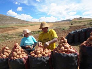 Pérou : agriculteurs de pommes de terres | Peru: potato farmers