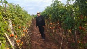 Paraguay, Homme dans un champ de tomates | Paraguay, Man in a tomato field